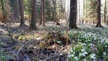 Wiosna w leśnictwo Borówno