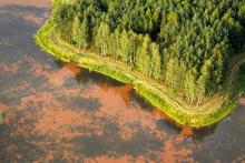 Leśnicy inwestują miliony w walkę z suszą